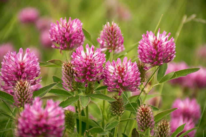 Menopause-focused botanical