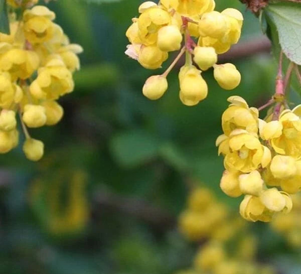 Berberine HCl · 600 mg