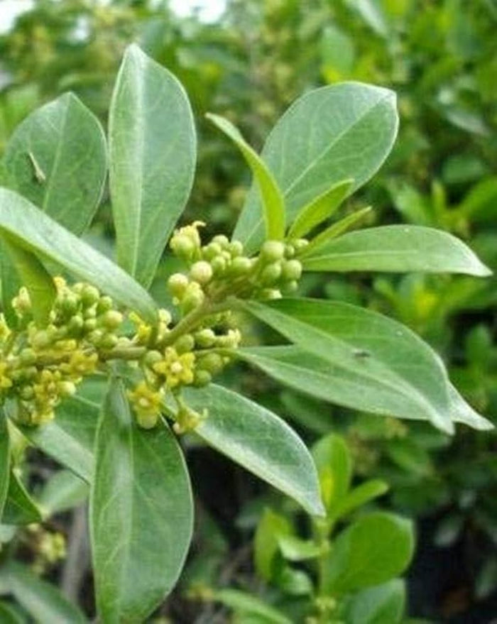 Gymnema Sylvestre · 180 mg