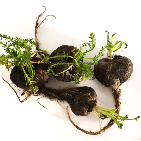 Black Maca Root