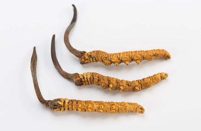Cordyceps Mushroom