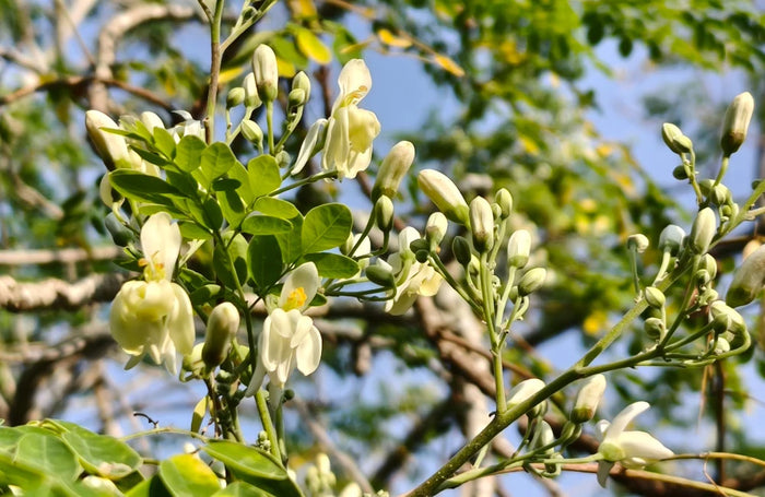 Moringa