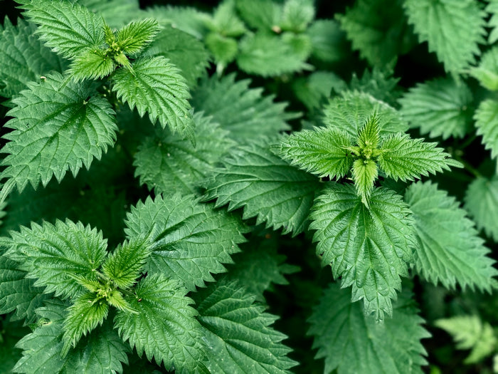 Nourishing herbal support