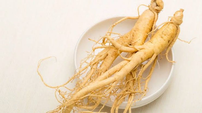 Panax Ginseng