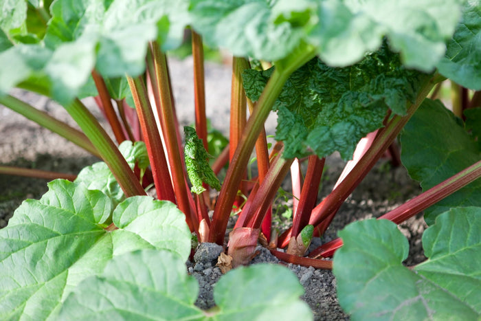 Rhubarb Root