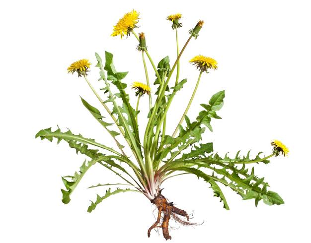 Digestive wellness