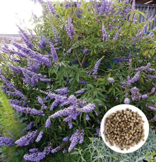 Vitex (Chaste Berry)